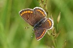 008 Sonnenrschenbluling ( Aricia agestis )