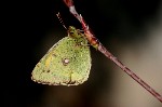 001 Postillion ( Colias crocea )