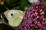 003 Grosser Kohlweißling ( Pieris brassicae )