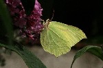 009 Zitronenfalter ( Gonepteryx rhamni )