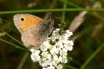 007 Kleiner Heufalter (Coenonympha pamphilus)