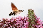 001 Taubenschwänzchen (Macroglossum stellatarum)