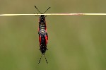 002 Thymianwidderchen (Zygaena purpuralis) Paarung