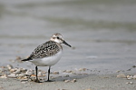 003 Sanderling