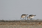 004 Sanderling