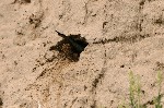 016 Bienenfresser beim Graben der Erdröhre