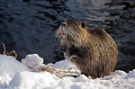 001 Biberratte ( Myocaster coypus ) 001 Biberratte ( Myocaster coypus )