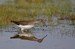 001 Waldwasserläufer (Tringa Ochropus)